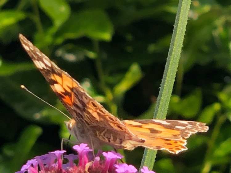 zjVRHPSoQn+k6MUqbbzXzQ